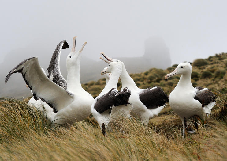 The 5 Best Royal Albatross Centre Tours & Tickets 2021 Dunedin & The